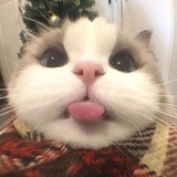 看起来很好吃