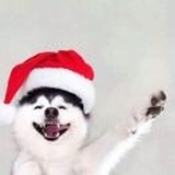 丁叮盯仃