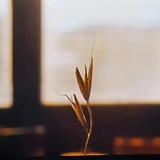 金藤