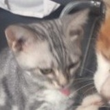 猫邱