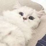 橘子皮