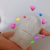 我是章鱼欧巴