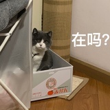 你算哪块小饼干