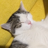 粽子