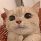 Ryan