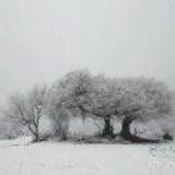 雪下梅开