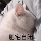 蕾哥