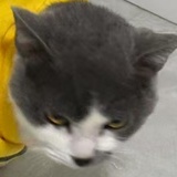 mono