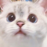 月亮起司