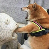 麦克雷