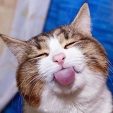 猫不哩