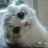可可西里