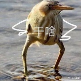 是一只咸鱼吧