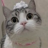 一个南瓜