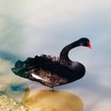胡小枫