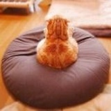 金胖胖