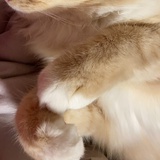 啊果辣