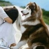 飞鱼