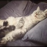 Vermouth'cat