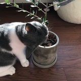 安迪范·德