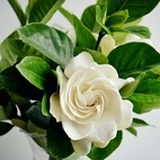 爱做梦的猫小咪