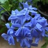 拈花惹草的猫