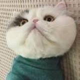 猫之遐想
