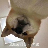 兔子先生