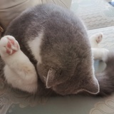 糖豆呀