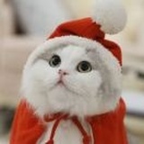 Meow25