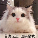 小坚果