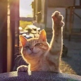 行走的向日葵开花花