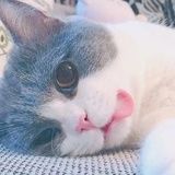 哎一古