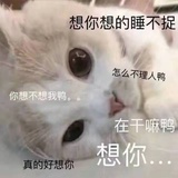 可可小心心