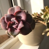 木了