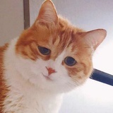 腿伤喵喵