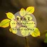 心向阳ゝ无谓伤