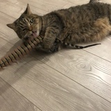 mxh的猫