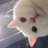 eakCaTt
