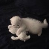 乖乖猪猪