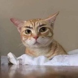 拂晓之瞳