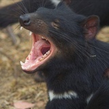Dingo 丁戈