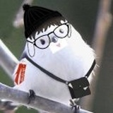 一狸一白都是猪
