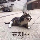 耶耶耶耶