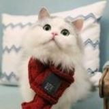 庆熹