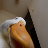 刚加完班鸭