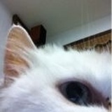 贪吃的小猫子