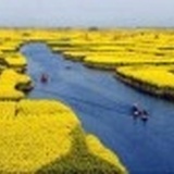 江南一叶
