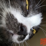 鱼鱼🐠