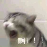 豆豆